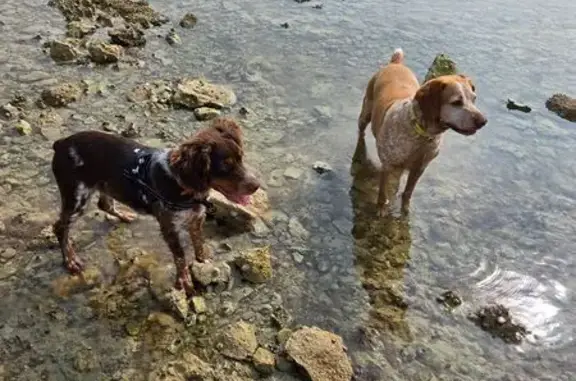 Animaux perdus , photo: Chien Perdu: Naya & Arya à Loches
