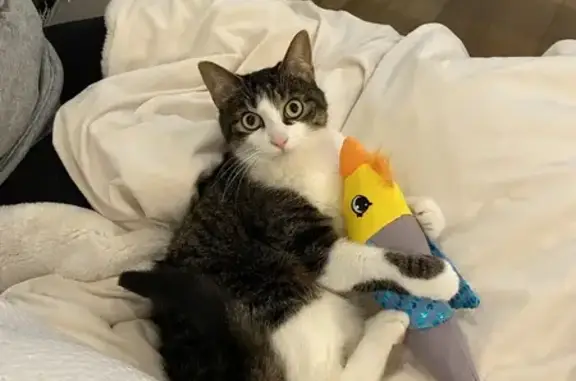 Lost Cat: Black/Brown with White Face
