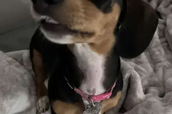 Lost Black Dachshund with Cherry Eye