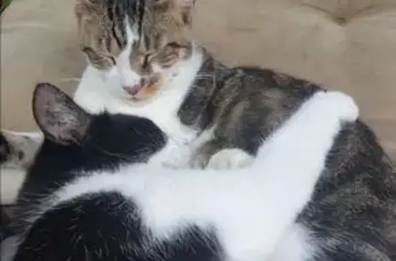 Chat perdu : Chatouille, tigré, vu Écluzelles - photo
