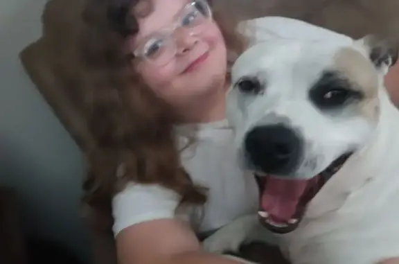 Missing: Friendly Dog with Unique Markings