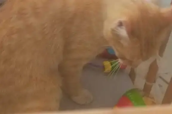 Chat perdu, Huismes, photo: Chatte rousse 