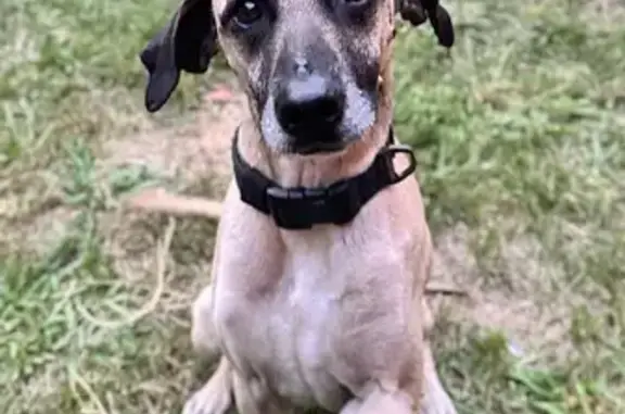 Lost Fawn Dog on Kingsland Rd: Help!