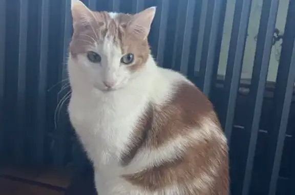 Lost pets , photo: Lost Cat: Reddish Brown Stripes in BK
