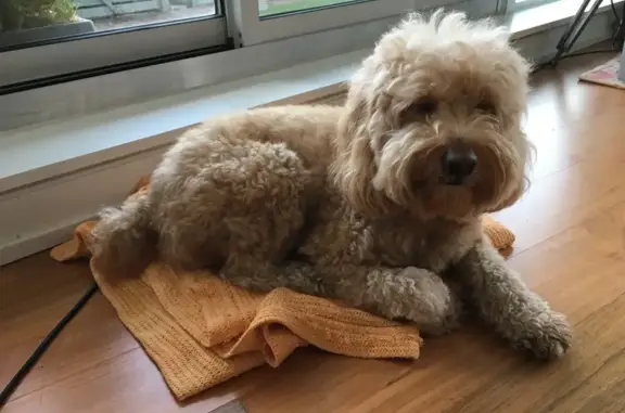 Lost Cockapoo: Help Find Bunny in Newmarket!