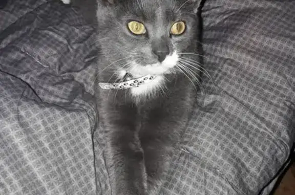 Animaux perdus , photo: Chat perdu : Gris pattes blanches, La Ferté