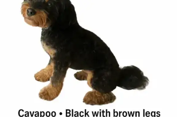 Missing dog Baltimore, photo: Lost Dog: Black/Brown, Moore Ave, 9/1