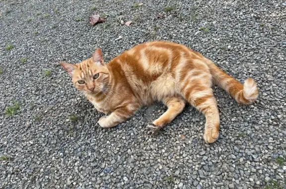 Chat roux perdu, pucé, tatoué à Hossegor - photo