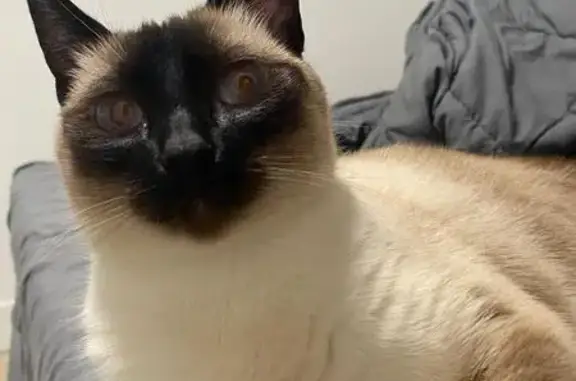Gatos perdidos, Sevilla, foto: Siamese perdida: Collar azul y rosa, Sevilla