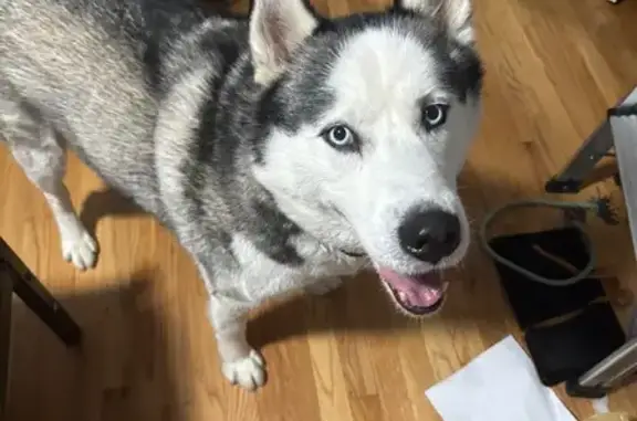 Lost Dog: Blue-Eyed, Food-Loving Pup