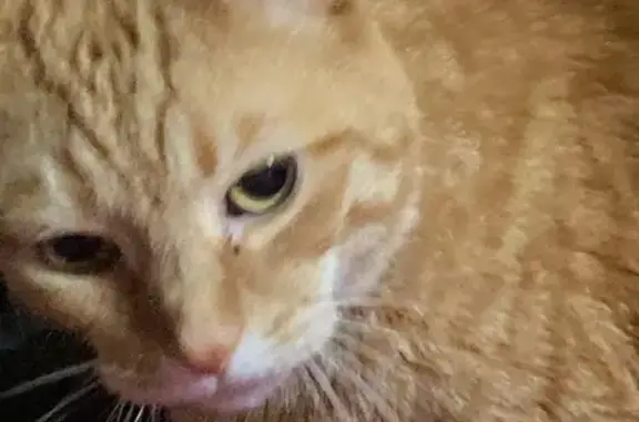 Lost Orange Cat: Silent Meows, Reward!