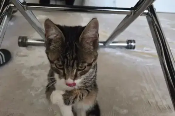 Chaton trouvé Allée de l'Avenir, 21 - photo