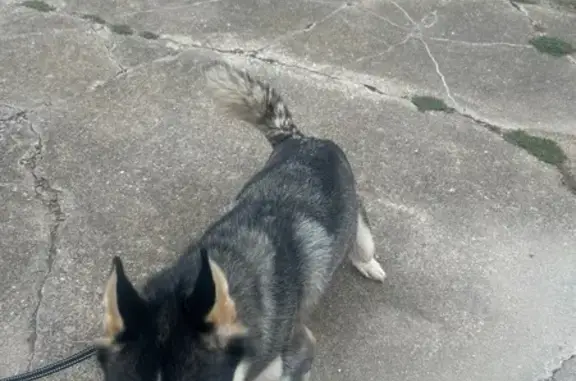 Found dog Sherman, photo: Found Siberian Husky on S. Cimmaron Trail