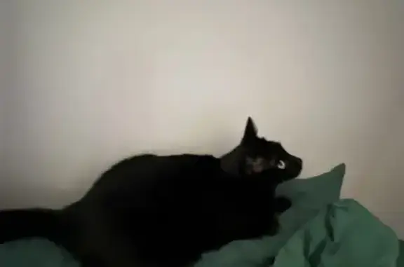 Lost: Skittish Black Cat in Olathe