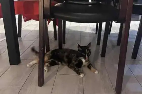 Chatte docile trouvée à Angers - photo
