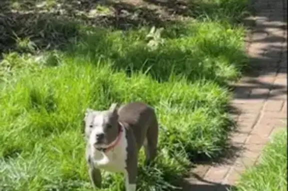 Lost Bullie: Grey/White, Tacoma Area