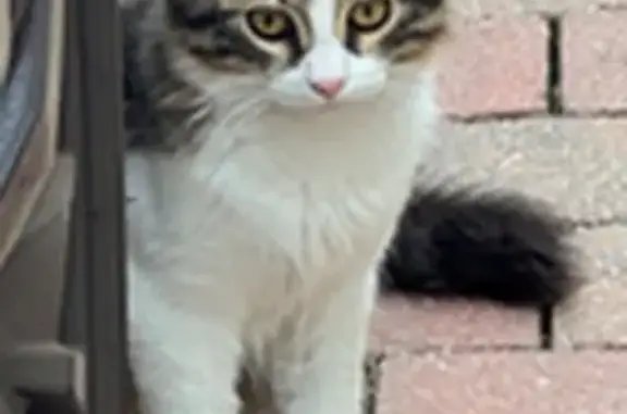 Chat perdu, Chennevières-sur-Marne, photo: Chat perdu : Aslo, 6 mois, Chennevières 
