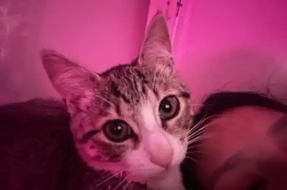 Lost Grey & White Cat on 104th St, NYC