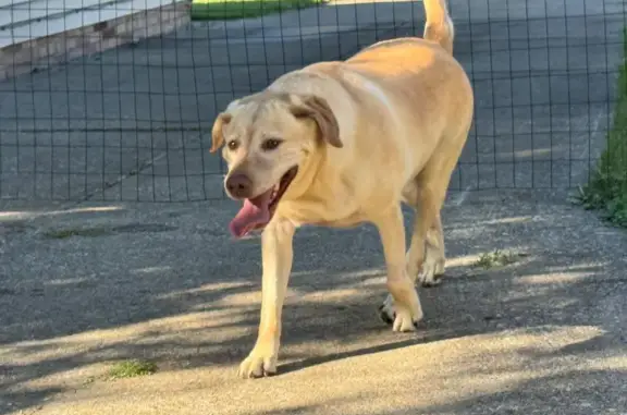 Found dog Lakeline, photo: Found Yellow Lab: Orange Collar, No Tags
