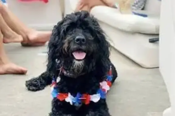 Missing dog Mound, photo: Lost Bernadoodle Koda: Help Bring Her Home!