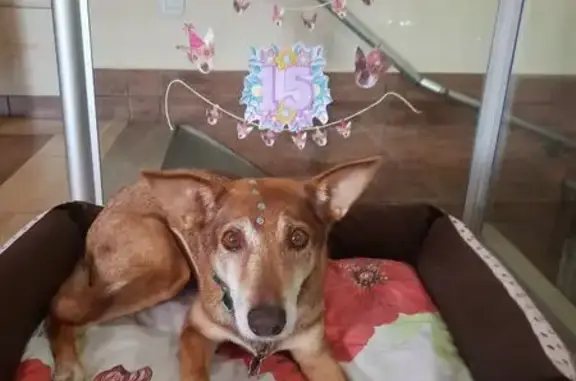 cachorro desaparecida