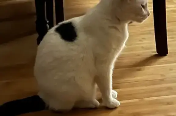 Lost Cat in Carbondale: $50 Reward!