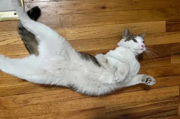 Found: Sweet Spotted Cat, Ashl...
