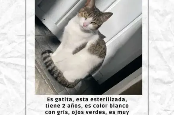 Animales perdidos , foto: Gata Perdida en Naucalpan: Blanca y Gris