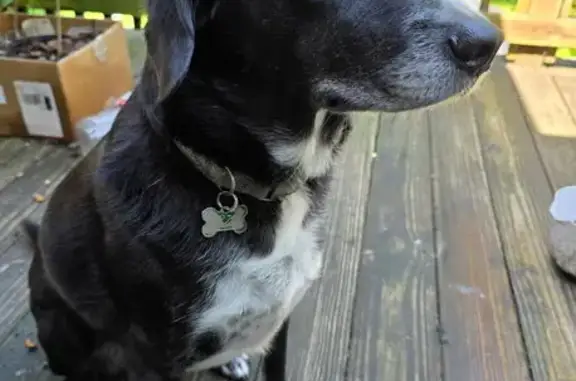 Lost: Shy Black Lab Rico in Putnam Area