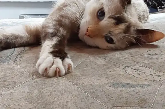 gato desaparecida