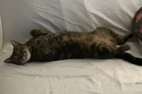 Lost Calico Cat: $50 Reward in Carbondale