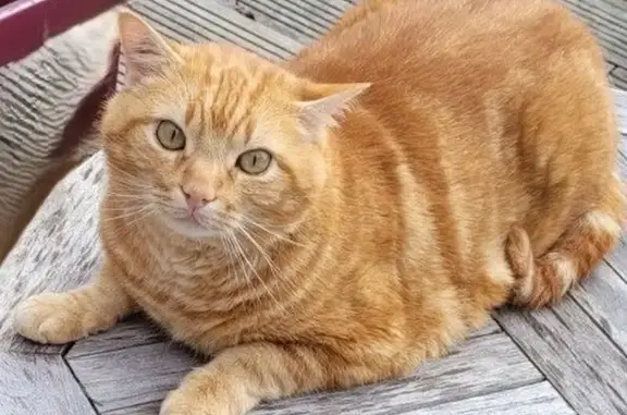 Chat perdu, Paris, photo: Chat roux 8 ans perdu Rue Didot, Paris