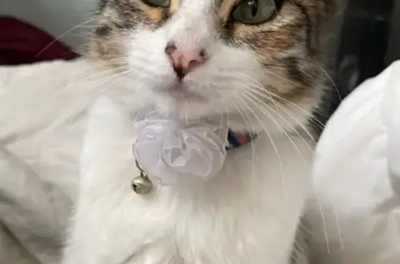 Animales perdidos Naucalpan de Juarez, foto: Gata Perdida: Blanquita con Ojos Verdes