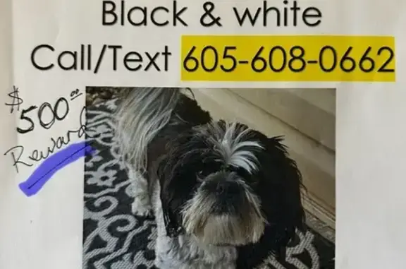 Lost and found pets Rapid City, photo: Lost Shih Tzu: Last Seen on Catron Blvd