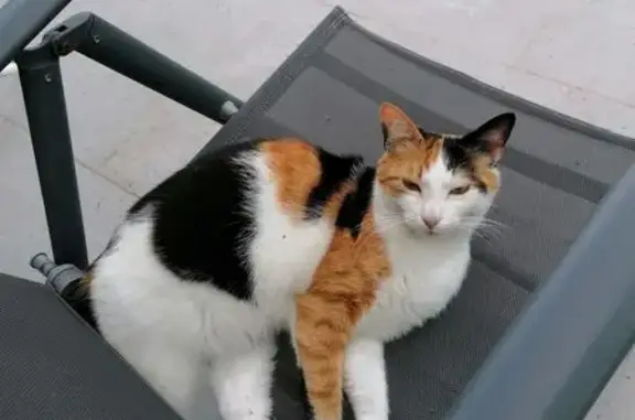 Chat perdu, , photo: Chatte tricolore perdue à Sainville