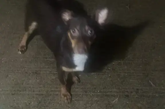 Found dog Dallas, photo: Found Dogs: Blue/Gray & Chocolate, Dallas