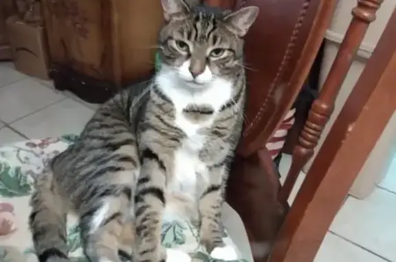 Lost Tabby: Boomer, Last Seen 8/23/25
