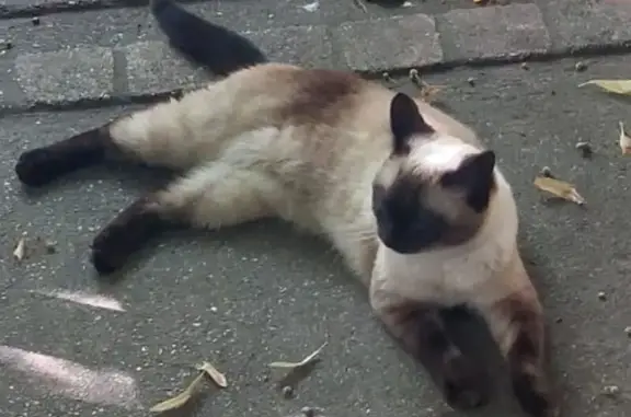 Chatte Nephtys disparue à Yerres - photo