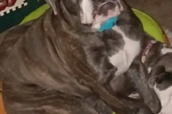 Lost Blue Brindle Dog in Tylertown, MS