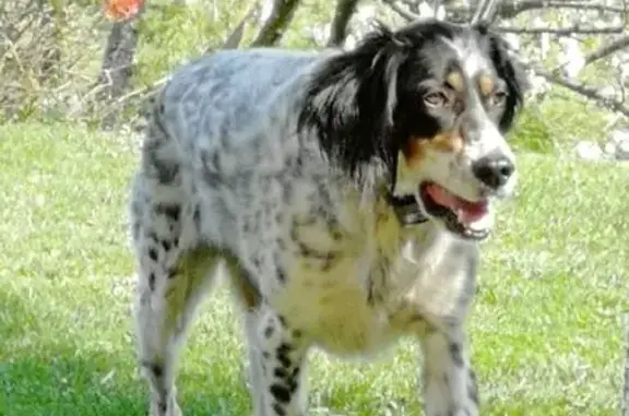 Animaux trouvés Barraux, photo: Chienne 11 ans perdue à Barraux