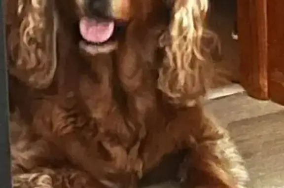 Lost Dog: Snowpaw Needs Medication ASAP