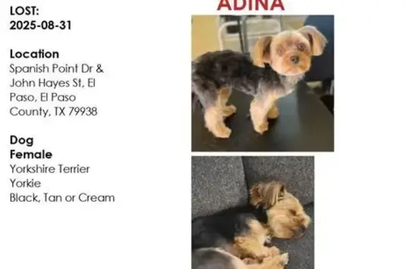 Lost Yorkshire Terrier: Adina in El Paso!