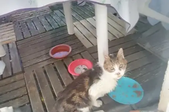 Chatte blanche et tigrée errante à Dormans - photo