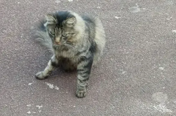 Animaux trouvés La Roche-sur-Yon, photo: Chat trouvé Rue d'Elbée, pelage tigré