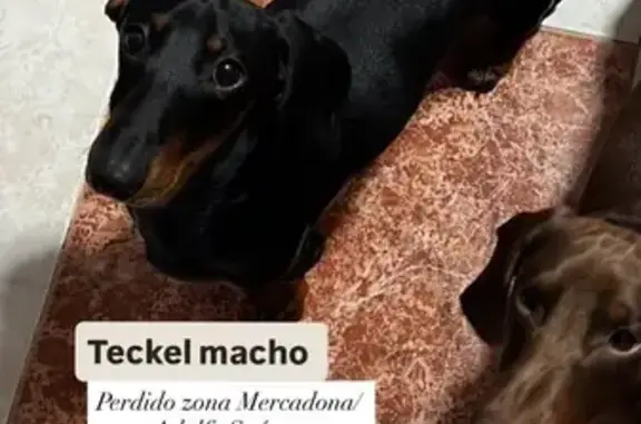 Teckel miniatura perdido en Dos Hermanas
