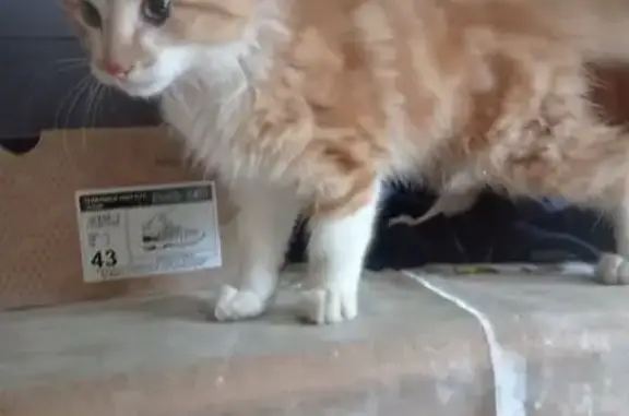 Chat trouvé , photo: Chaton roux et blanc trouvé à Ussel