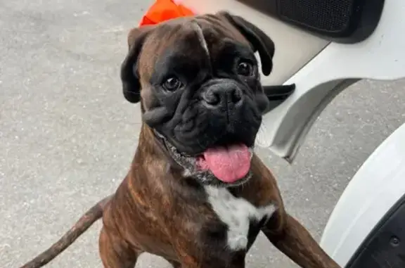 Chien perdu Créon, photo : Chien perdu à Créon après feu d'artifice