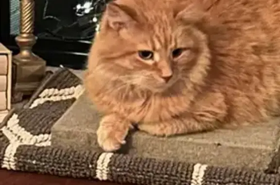 Friendly Orange Tabby Lost on Gannon Ave