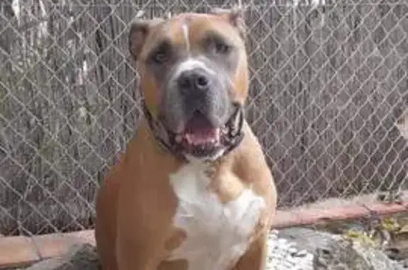 Perros perdidos, , foto: Perro robado en Piera: American Staffordshire