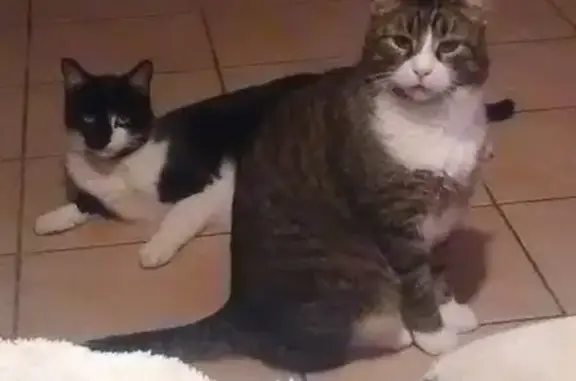 Chats perdus : Blacky et Filou, Coutouvre - photo